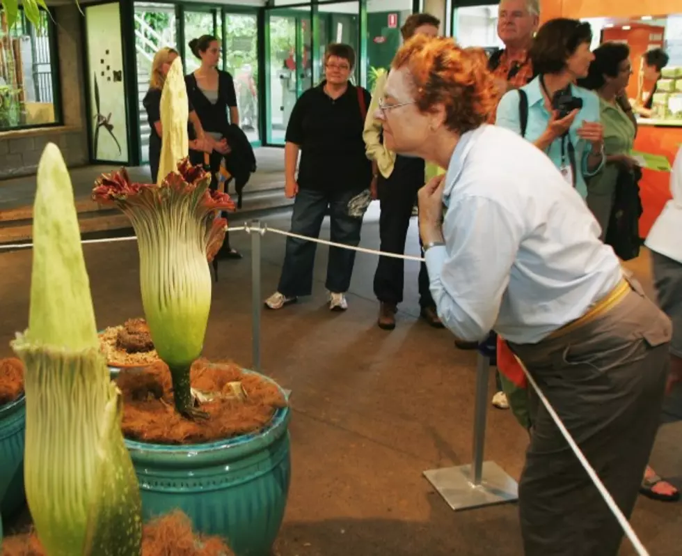 Rare Corpse Flower Blooming at Denver Botanic Gardens, Hours Extended