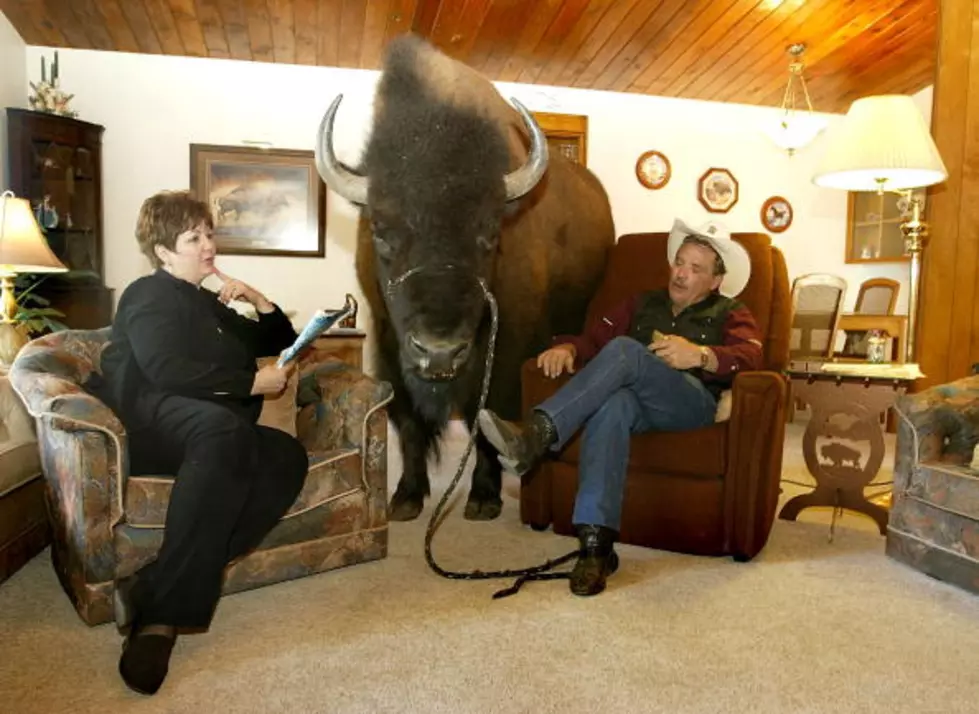 Wyoming Travel Tip: How to Take The Perfect #bisonselfie, #bearselfie or #mooseselfie in Yellowstone National Park
