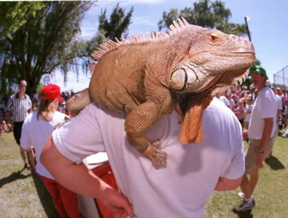 Weird Wyoming: Official State Reptile Can Shoot Blood From Its Eyes