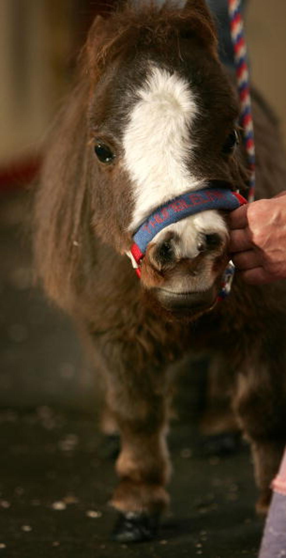 Never Turn Your Back on a Frisky Miniature Horse