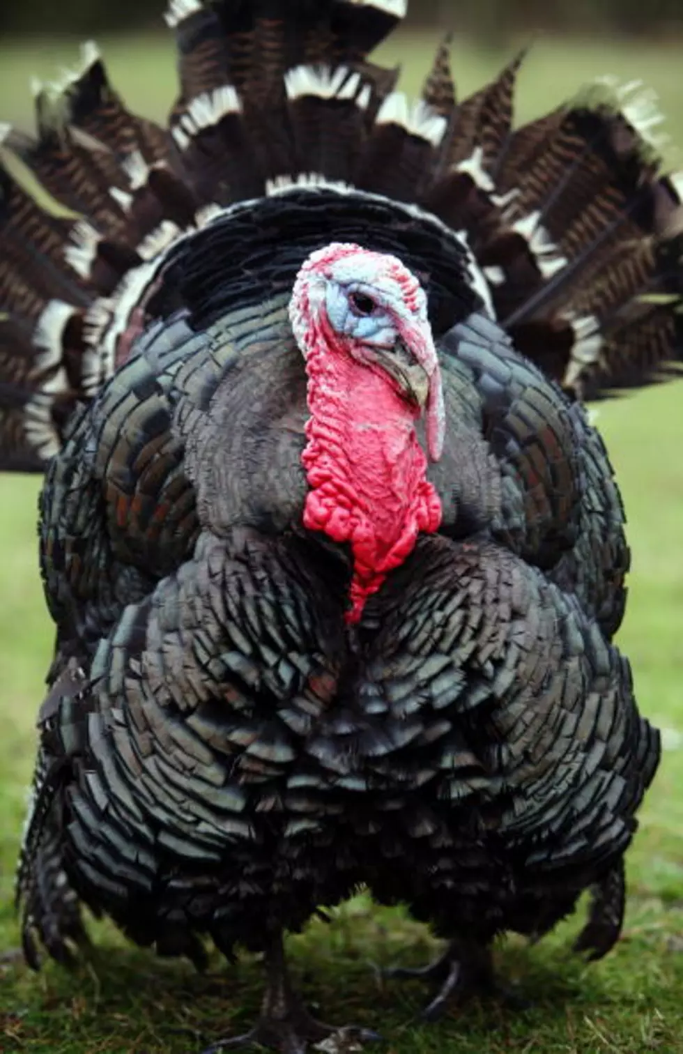 The History of Turkeys in Wyoming