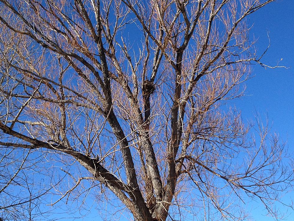 Cheyenne’s Bare Trees Reveal Lots of Big Bird Nests