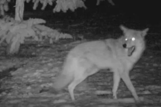 Coyote, You Be Trippin&#8217; REALLY