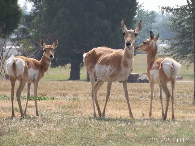 Family of Antelope Cause &#8220;Wyoming Traffic Jam&#8221; on Randall Avenue (Video)