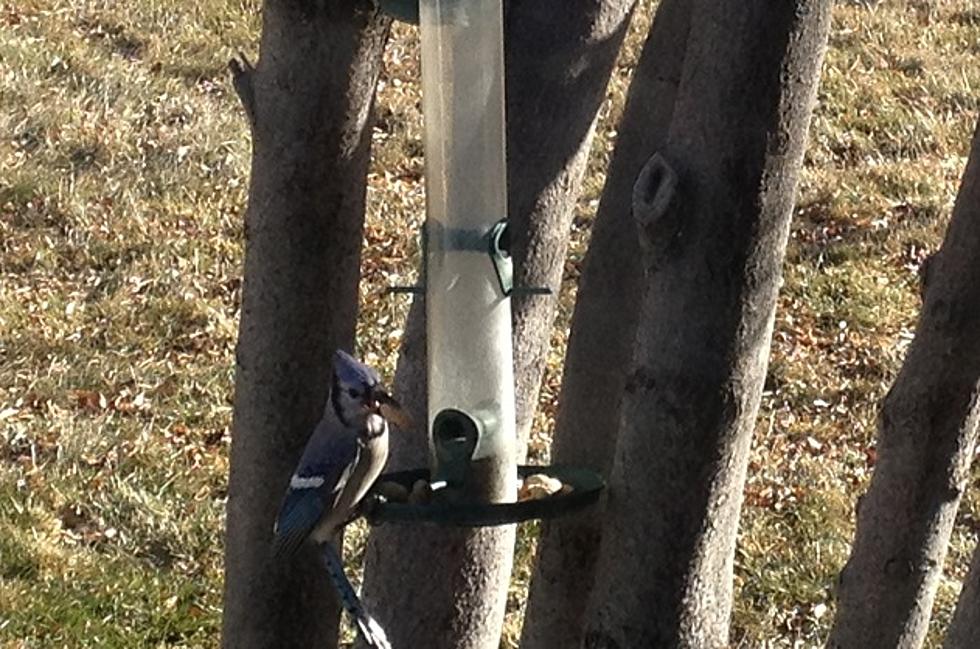 Cheyenne’s Backyard Bird Count Starts at 10 on February 13 in Lions Park