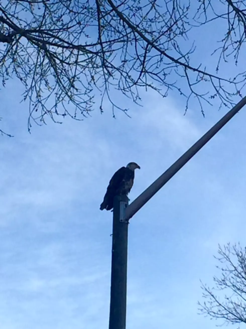 Meet Cheyenne&#8217;s Newest Resident: The Lions Park Bald Eagle