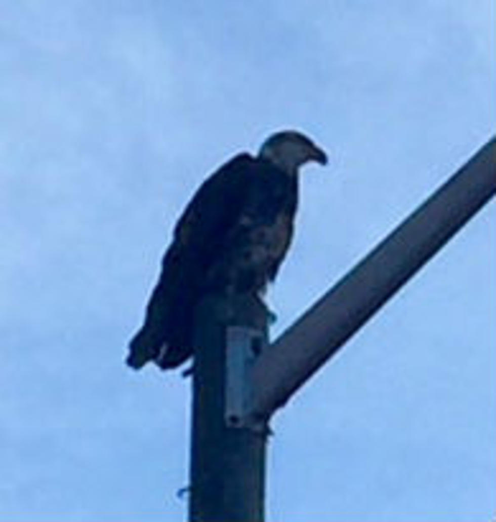 Meet Cheyenne’s Newest Resident: The Lions Park Bald Eagle