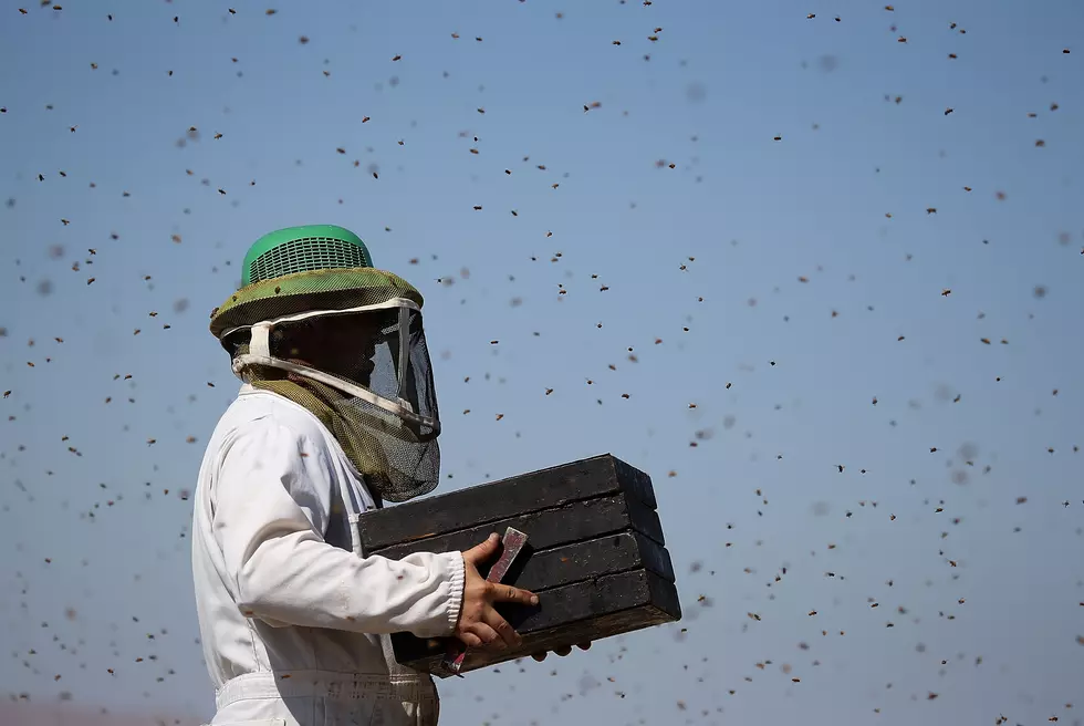 I-80 Crash Near Laramie Wednesday Releases Millions of Bees