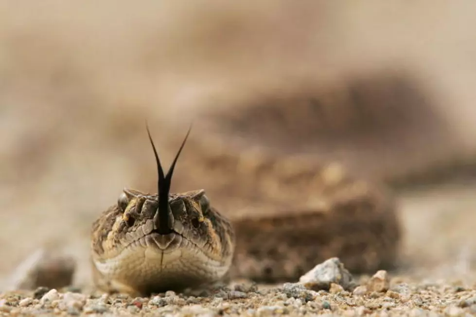 Rattlesnakes Surround A Brand New Wyoming School