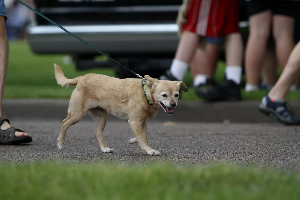 Cheyenne &#8220;Dog Jog&#8221; Set For August 19 at Holiday Park