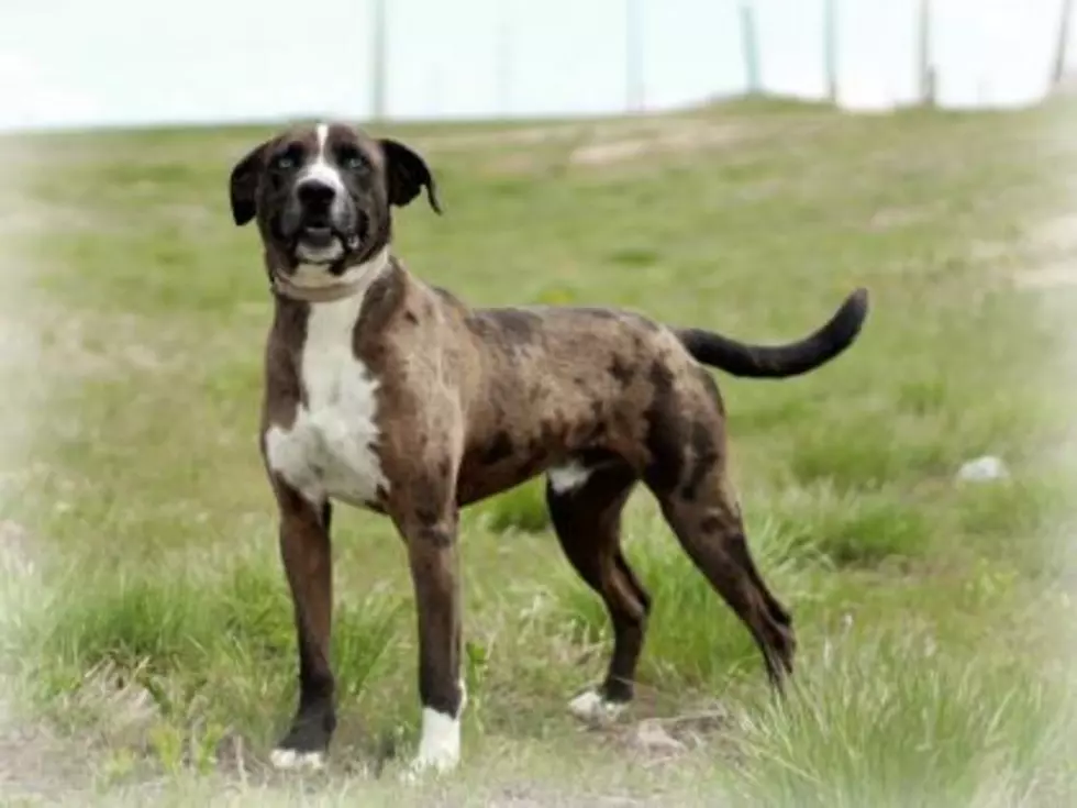 Wyoming, Take Your Dog to Work Day June 24