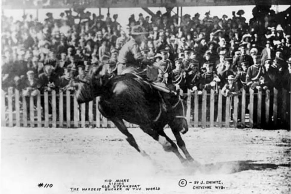 The Five Most Famous Horses in Wyoming History