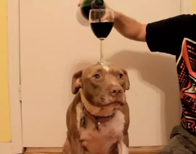 Drinking With Your Pets – Wine or Beer?