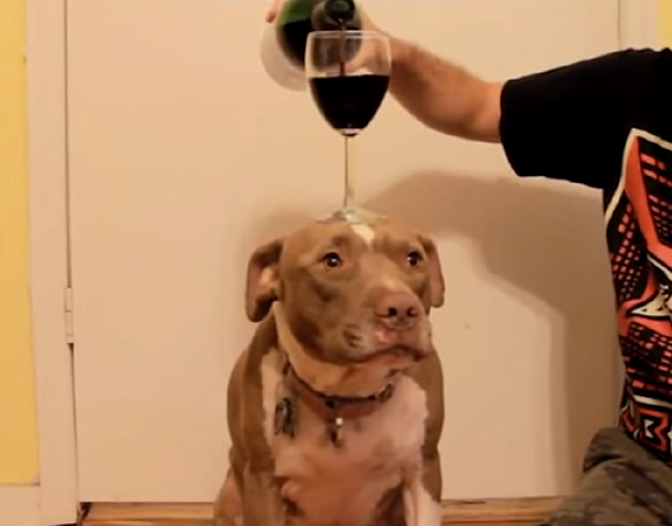 Drinking With Your Pets – Wine or Beer?