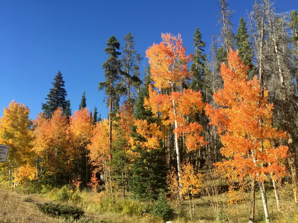 Fall in the Snowy Range