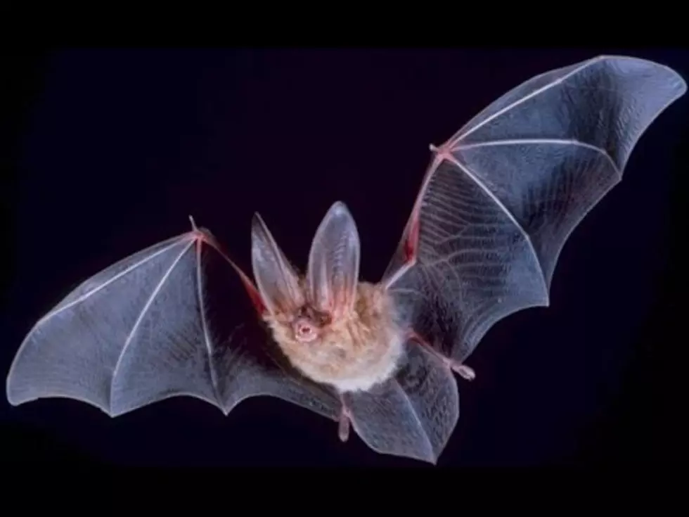 Wyoming’s Only Deadly Bat Bite