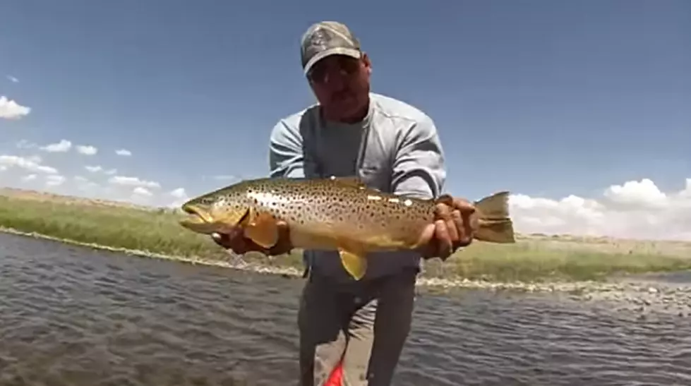 Catch This Wyoming Fish, Then What?