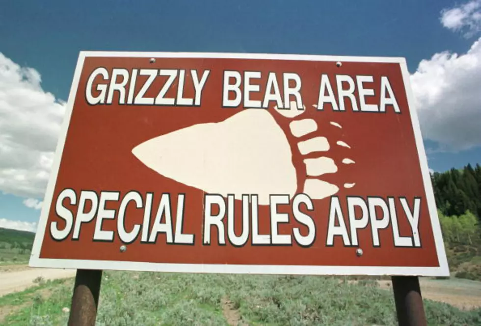 Should Grizzly Bear Hunts Be Allowed in Wyoming? [POLL]