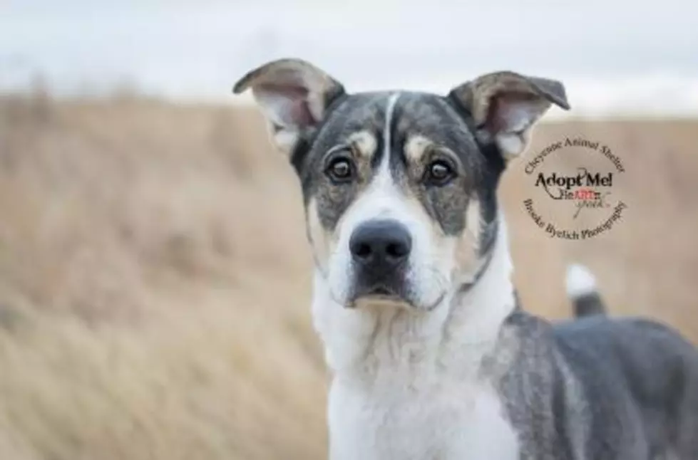 5 Animals You Can Adopt Right Now In Cheyenne [Photos]