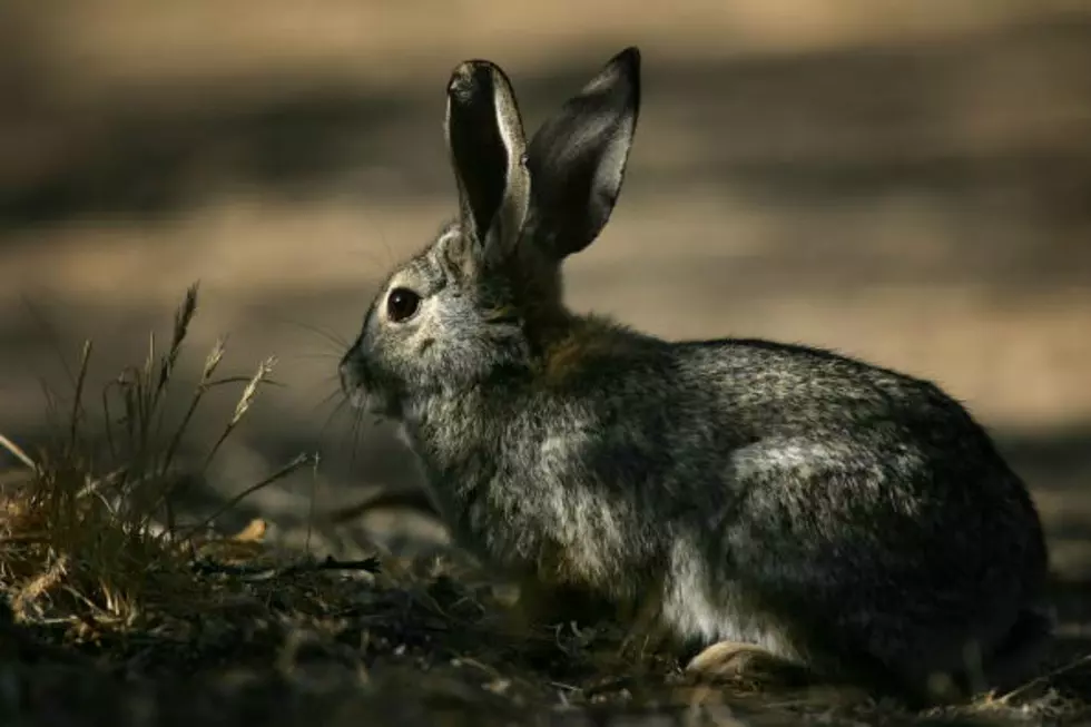 The Great WYO Rabbit Hunt