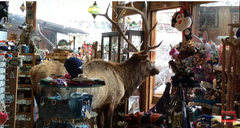Bull Elk Shops Inside Estes Park Gift Shop