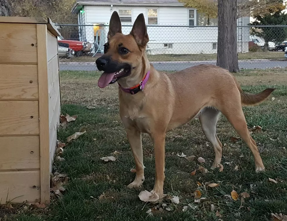 Adorable Cheyenne Dog Has Waited Over 200 Days To Be Adopted
