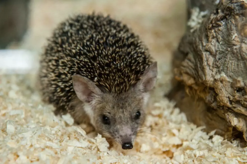 Wyoming&#8217;s Wildest Animal Breeders: The Lil Hedgehogs Farm