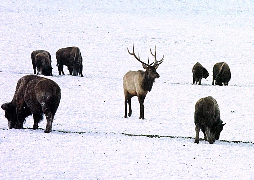Wyoming Wildlife Struggling Under Harsh Winter
