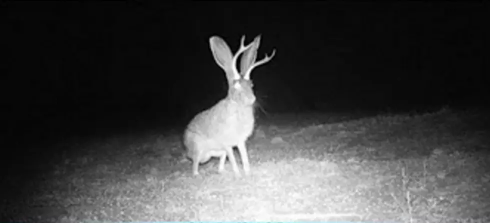 The Return Of The Jackalope