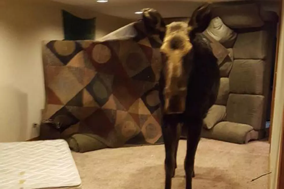 Mischief Making Moose Crashes Party [PHOTO]