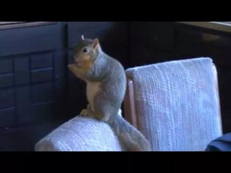 Idaho Squirrel Goes Nuts On Burglar And Saves Guns [VIDEO]