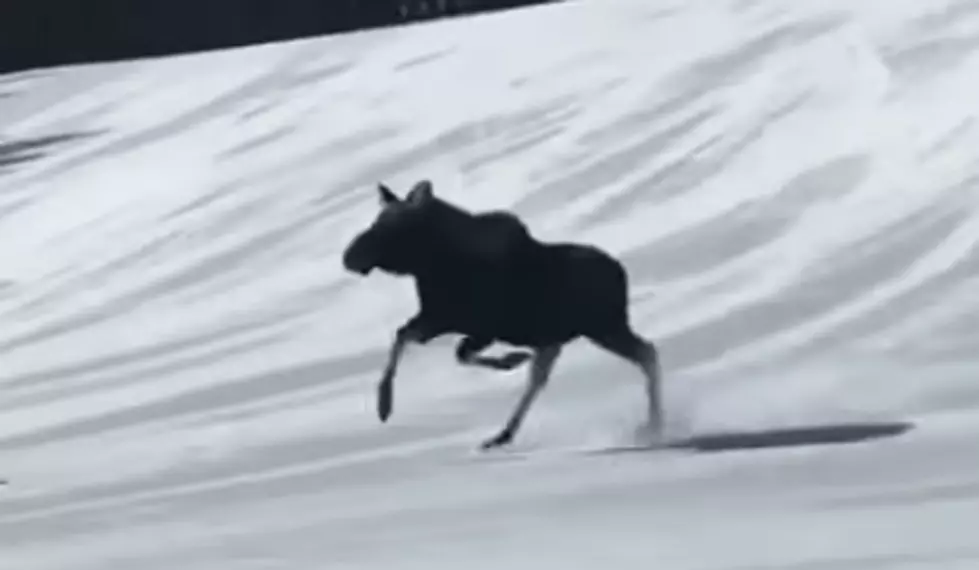 Moose On The Loose At Breckenridge Buzzes Skier