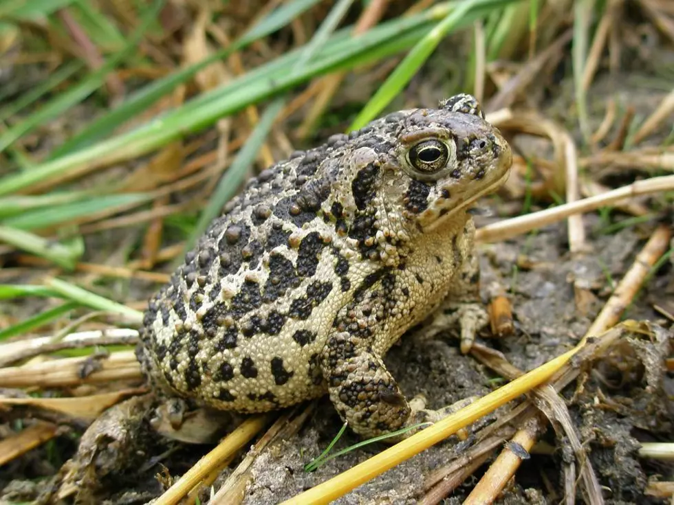 Toads Get Rescued From Window Well In Wyoming