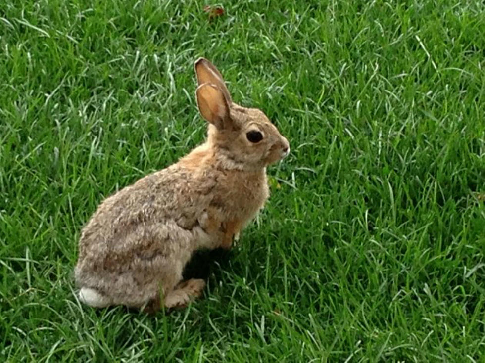 Bunny Rabbits in WYO