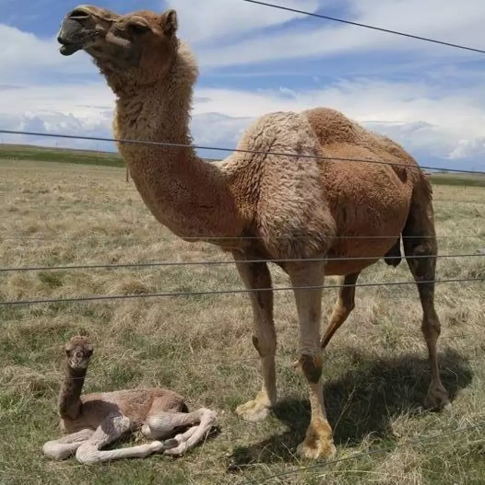 Baby Camels Born In Wyoming