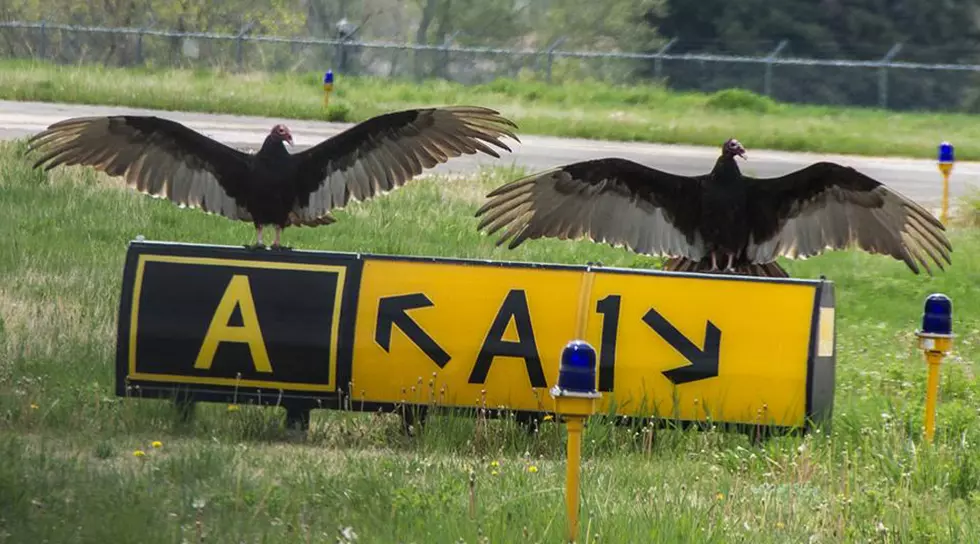 Turkey Vultures Chased From Cheyenne Airport