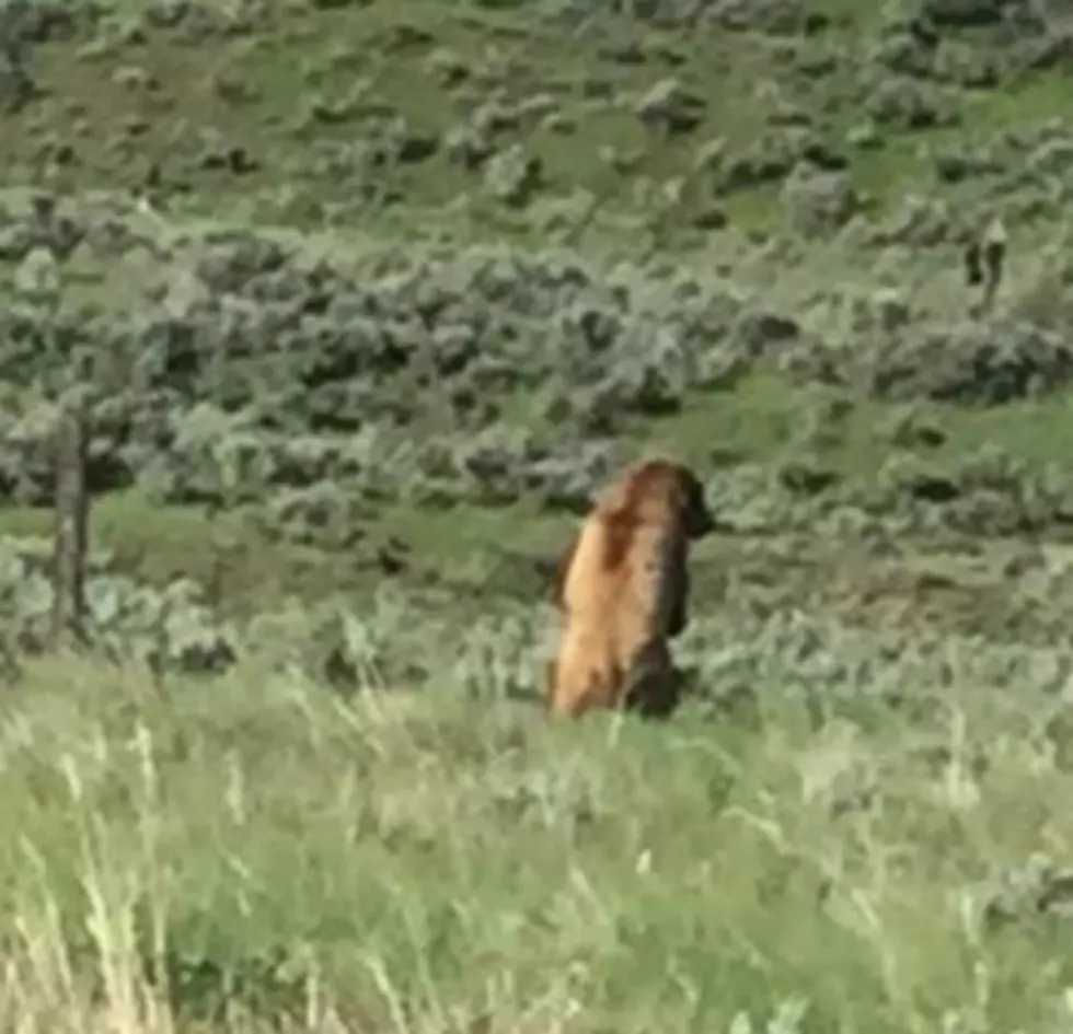Grizzly Bear Climbs Fence