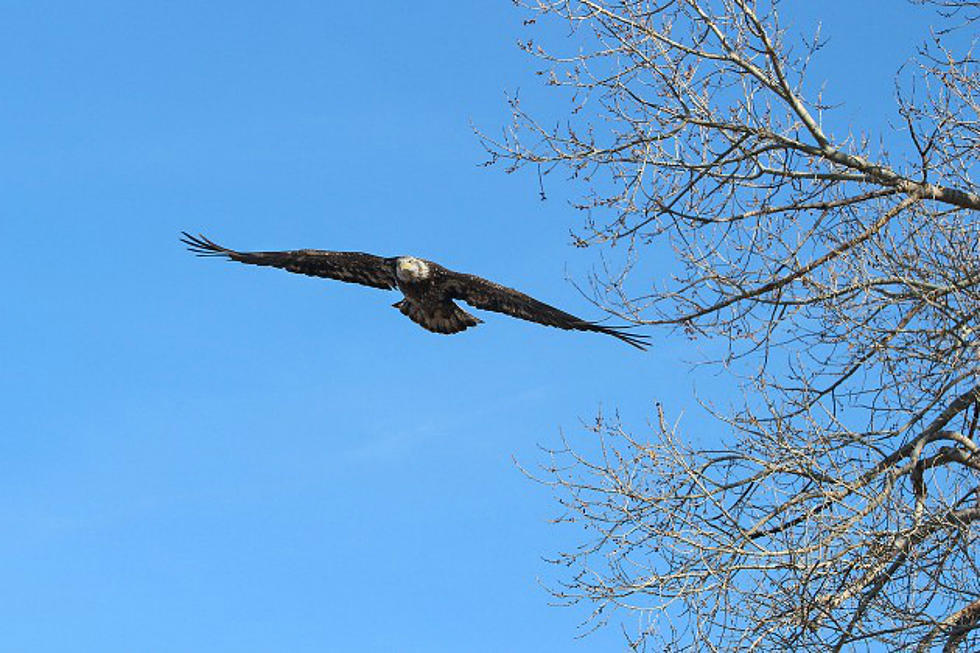 Lions Park Bald Eagle Moves On After Spending Another Spring Break In Cheyenne