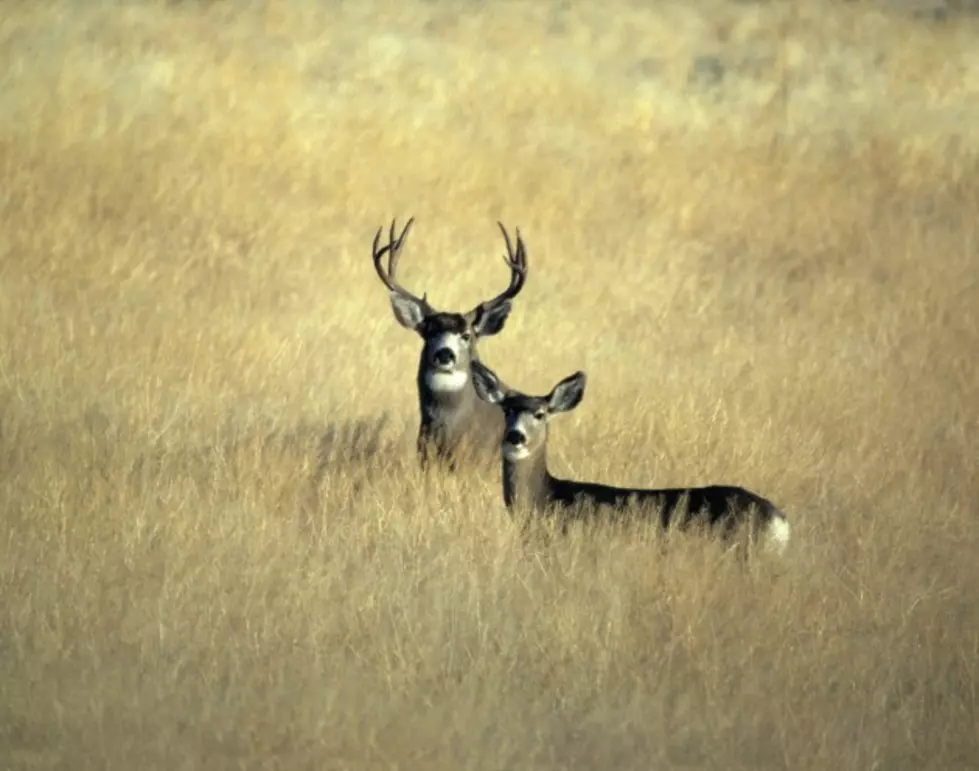 Likelihood Of Hitting A Deer In Wyoming Is Staggering