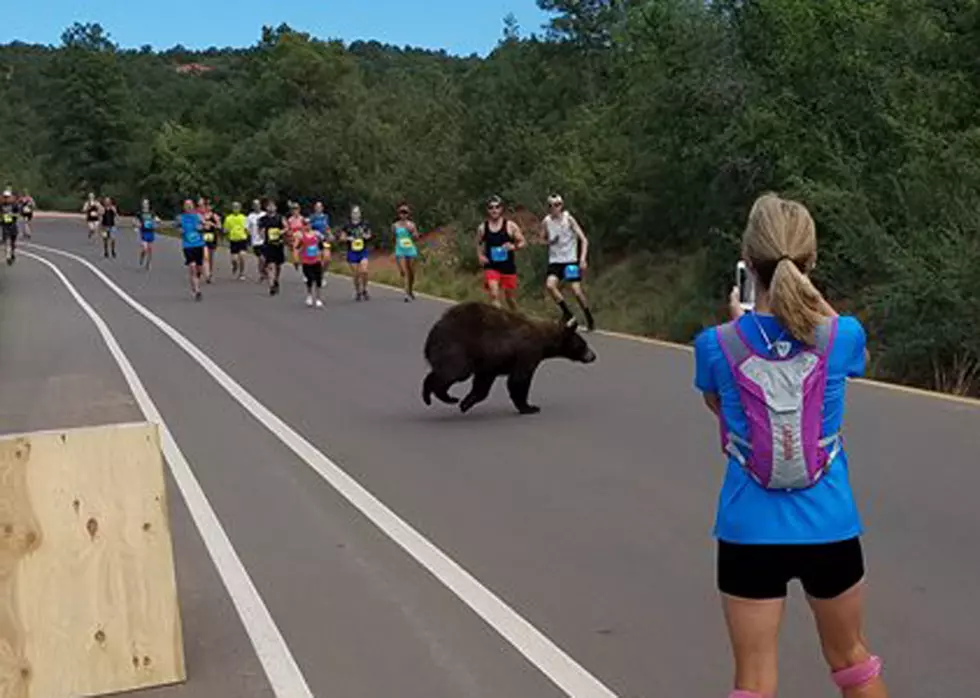 Bear Runs Onto Colorado Race Course
