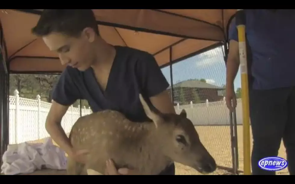 Baby Elk Rescue In Colorado Is Too Adorable For Words [Video]