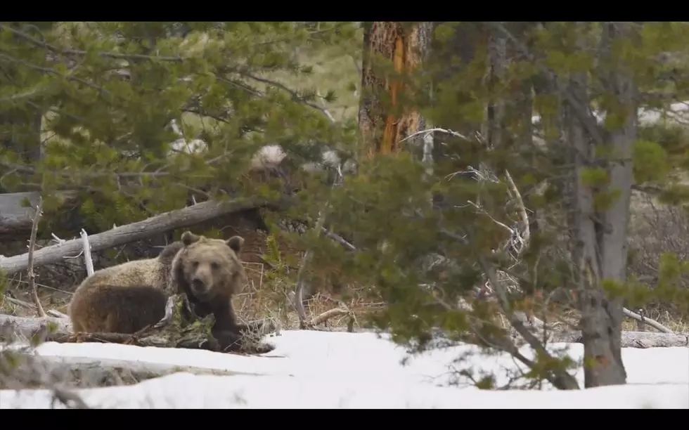 Stunning Wyoming Timelapse Video Captures Grizzly and Wolf [Video]