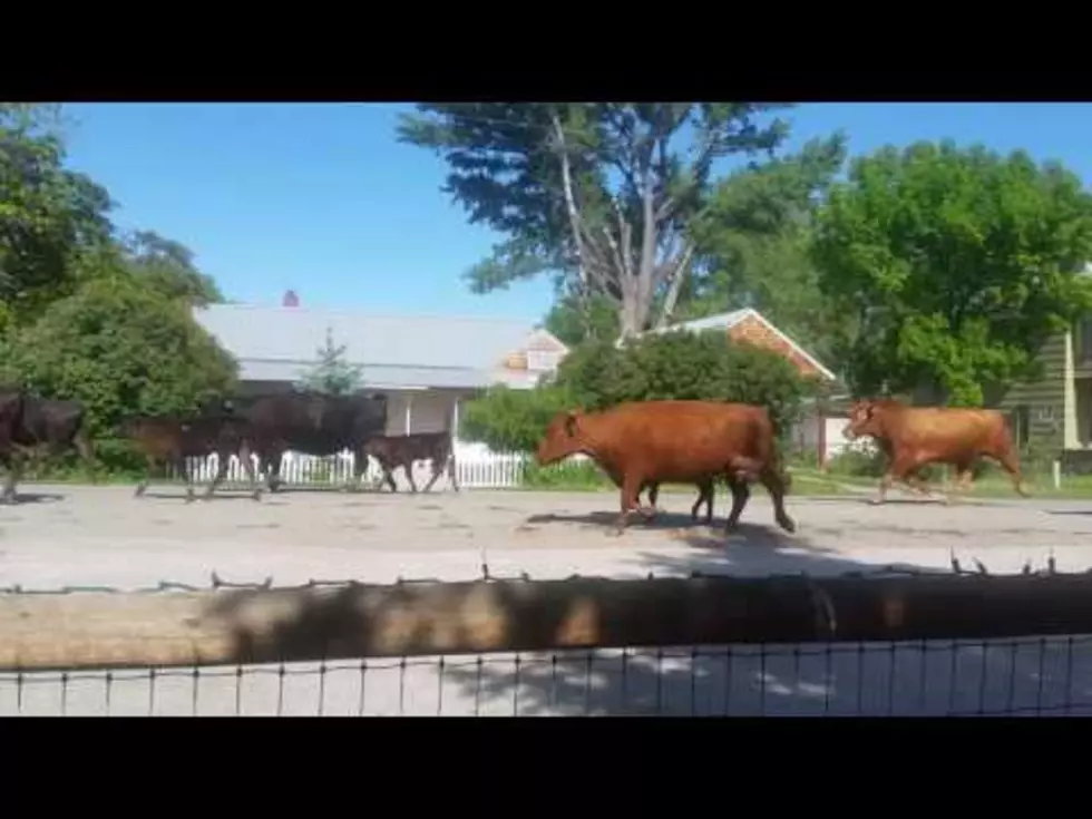 Only in Wyoming: The Urban Cattle Drive [VIDEO]