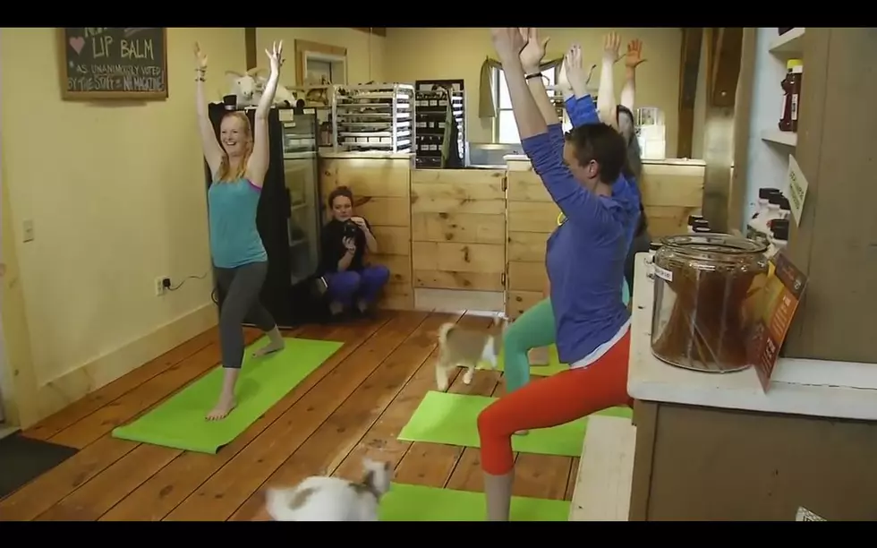 You Can Now Do Goat Yoga At Denver International Airport [VIDEO]