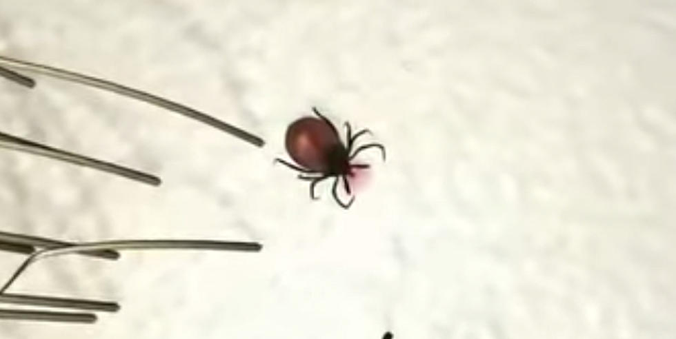 Protect Your Pet From Worst Tick Season