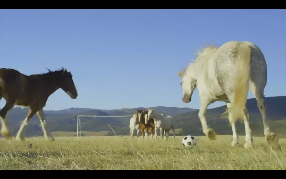 WYO Horses Play Soccer