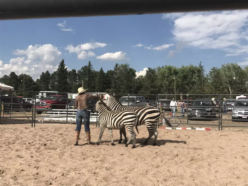Zebras at Frontier Days
