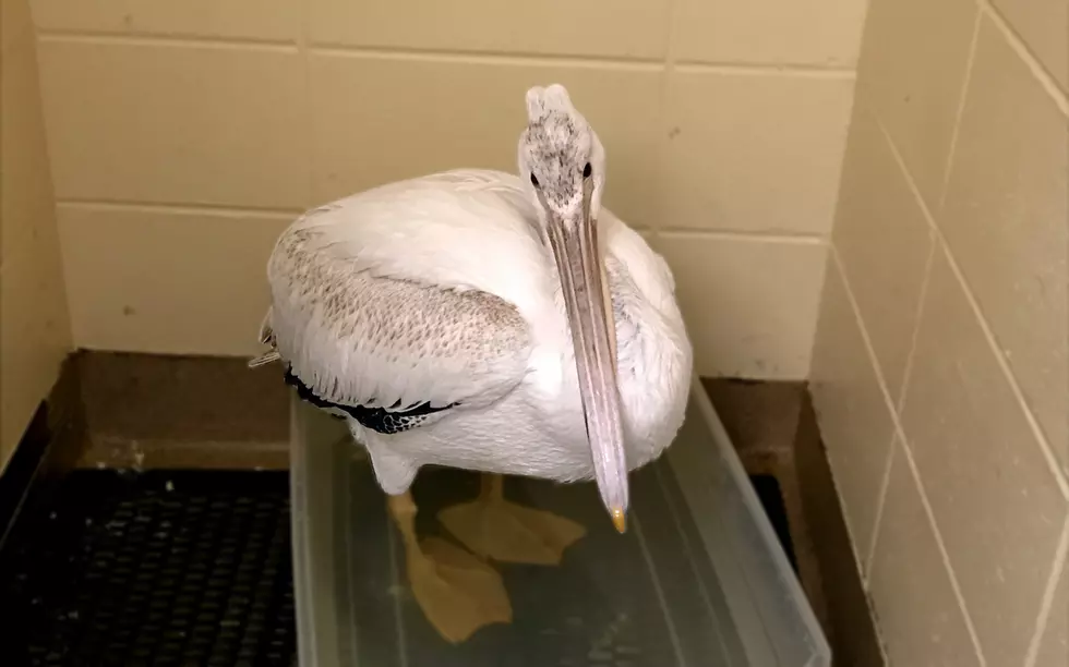 Update on Post-Op Plight Of Pete The Pelican [VIDEO/PHOTO GALLERY]