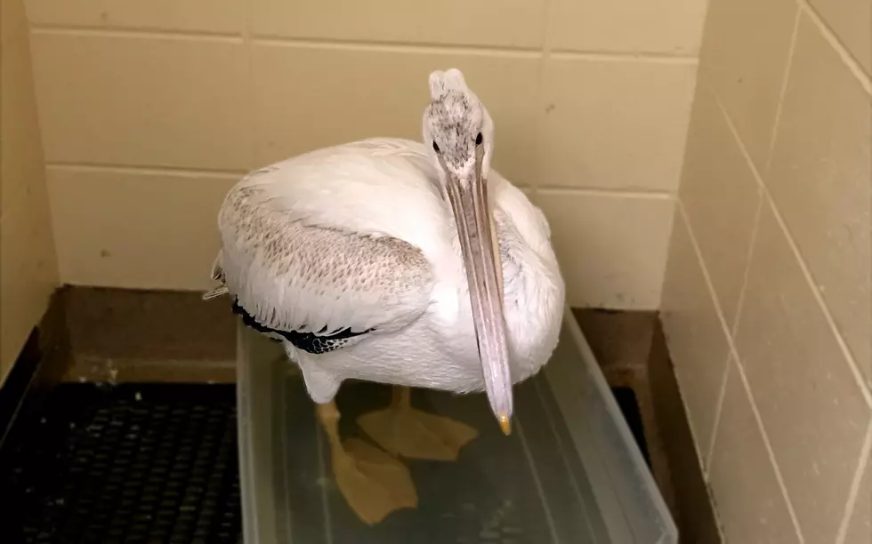 Pelican Pete Update