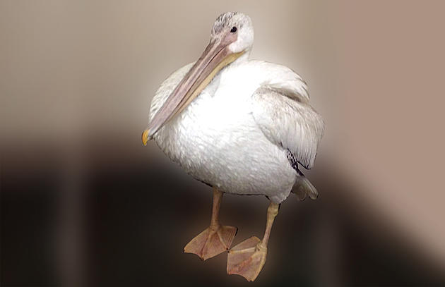 Wyoming Folks Rally to Save Adorable Pete the Pelican